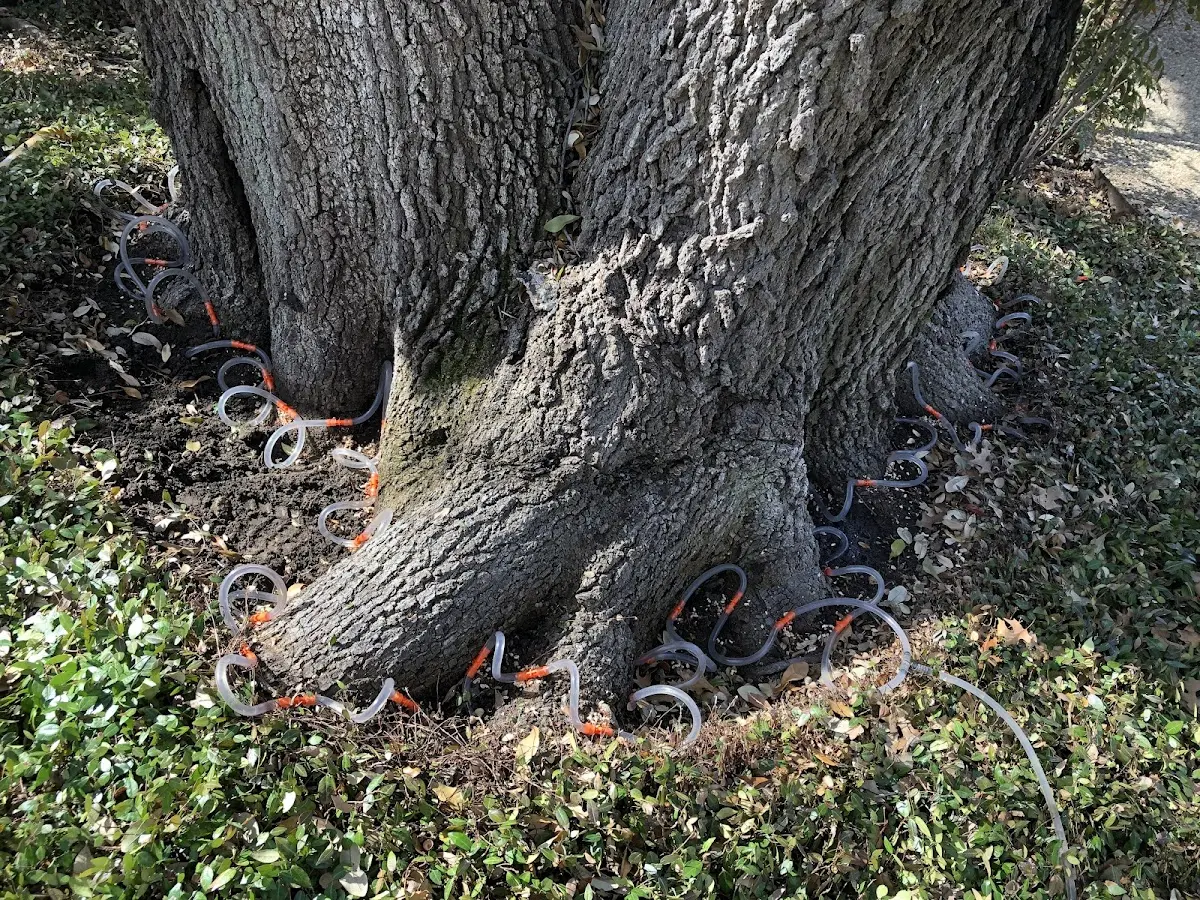 Detailed Tree Cabling and Bracing job site in Brimley
