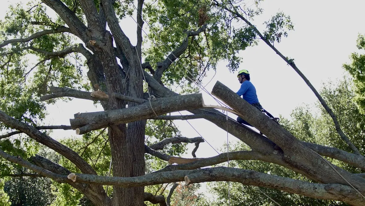 Professional Crown Thinning performed by certified arborists in Brimley