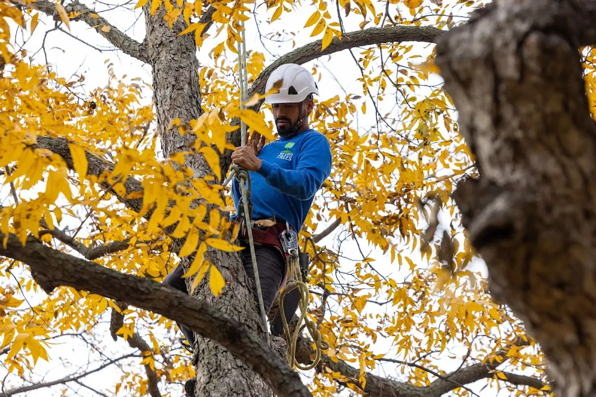 Skilled Dead Tree Removal crew working in Brimley
